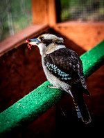 The Falconer 12-21-18-20