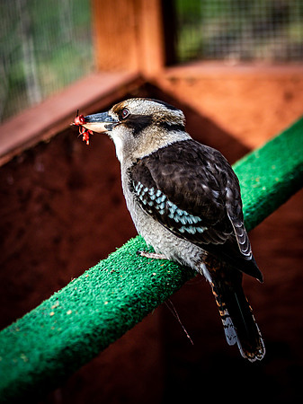 The Falconer 12-21-18-20