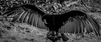The Falconer 12-21-18-15