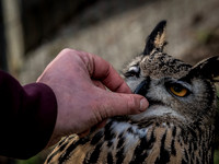 The Falconer 12-21-18-12