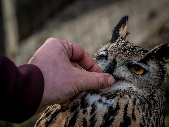 The Falconer 12-21-18-12