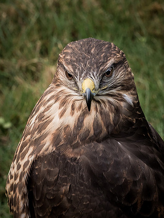 The Falconer 12-21-18-28