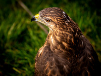 The Falconer 12-21-18-8