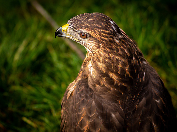 The Falconer 12-21-18-8