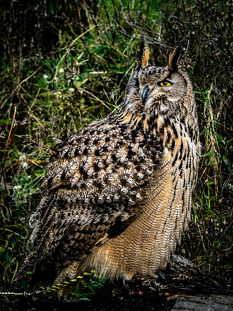 The Falconer 12-21-18-29