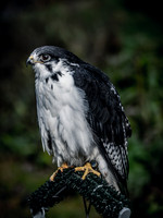 The Falconer 12-21-18-9