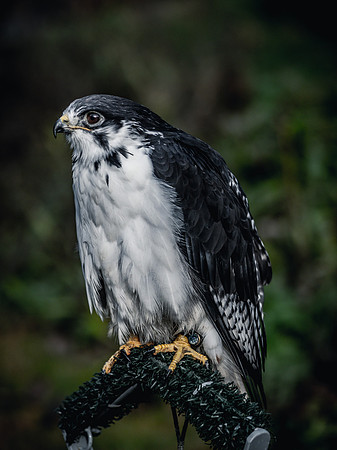 The Falconer 12-21-18-9