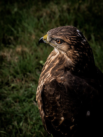 The Falconer 12-21-18-27