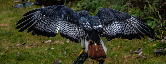 The Falconer 12-21-18-37