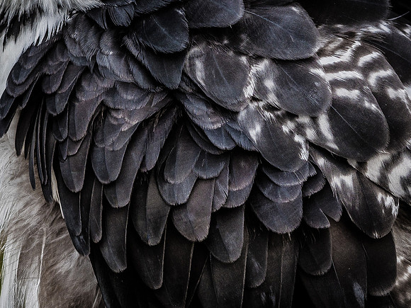 The Falconer 12-21-18-39