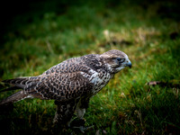 The Falconer 12-21-18-5