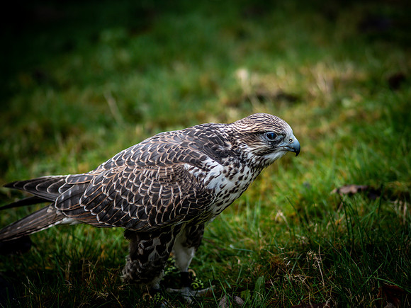 The Falconer 12-21-18-5