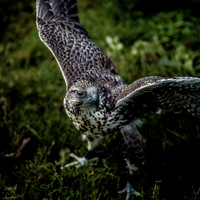 The Falconer 12-21-18-6