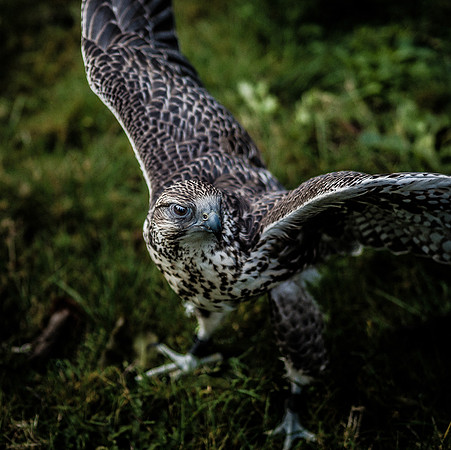 The Falconer 12-21-18-6
