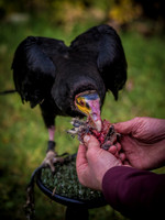 The Falconer 12-21-18-7