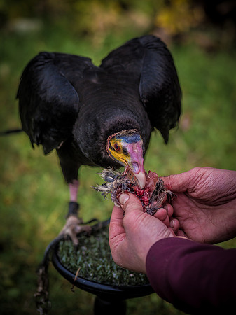 The Falconer 12-21-18-7