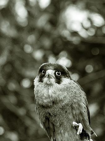 The Falconer 12-21-18-35