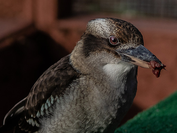 The Falconer 12-21-18-23