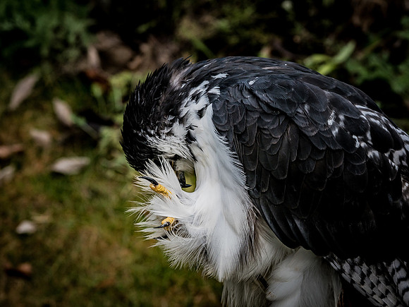 The Falconer 12-21-18-41