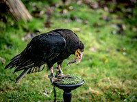 The Falconer 12-21-18-3