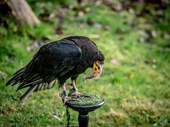 The Falconer 12-21-18-3