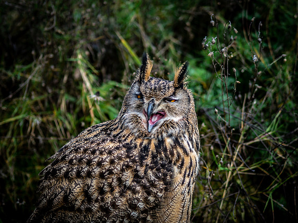 The Falconer 12-21-18-31