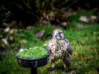 The Falconer 12-21-18-4