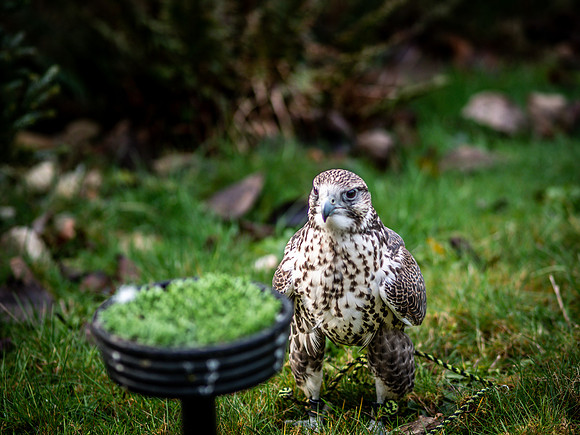 The Falconer 12-21-18-4