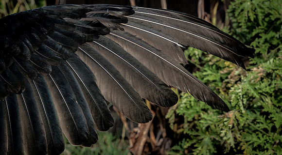 The Falconer 12-21-18-26