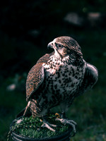 The Falconer 12-21-18-18