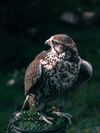The Falconer 12-21-18-18