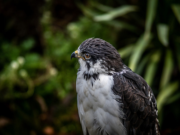 The Falconer 12-21-18-30