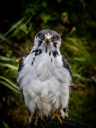 The Falconer 12-21-18-33
