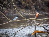 Kingfisher @ Birch Bay State Park