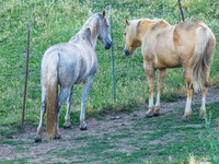 Horses @ Utah July 2023
