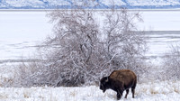 Antelope Island March 2024