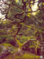 Portland Japanese Garden 11-25-23