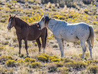 Wild Horses of Utah Set 1 of 5