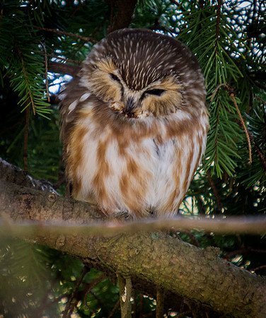 George C. Reifel Migratory Bird Sanctuary-19