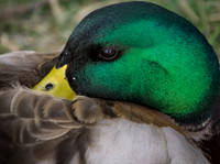 George C. Reifel Migratory Bird Sanctuary-17