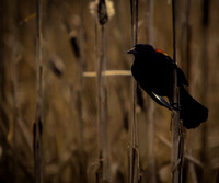 George C. Reifel Migratory Bird Sanctuary-15