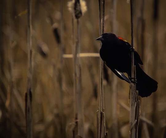 George C. Reifel Migratory Bird Sanctuary-15