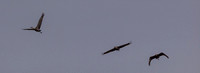 George C. Reifel Migratory Bird Sanctuary-3