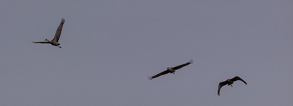 George C. Reifel Migratory Bird Sanctuary-3