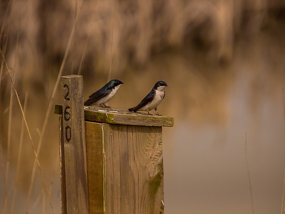 George C. Reifel Migratory Bird Sanctuary-14