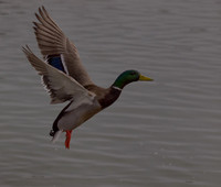 George C. Reifel Migratory Bird Sanctuary-8