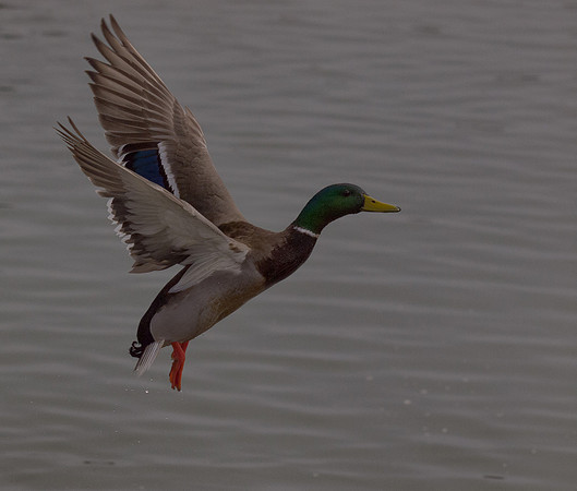 George C. Reifel Migratory Bird Sanctuary-8