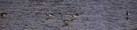 George C. Reifel Migratory Bird Sanctuary-12