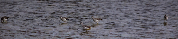 George C. Reifel Migratory Bird Sanctuary-12