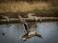 George C. Reifel Migratory Bird Sanctuary-10
